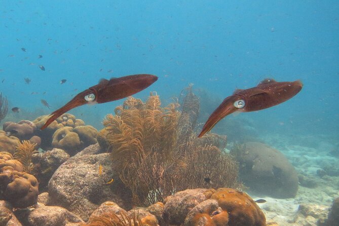 100% Private Charter Snorkel, Sail, Relax (Cruisers Friendly) - Food, drinks, and the pace of the afternoon
