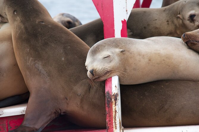 2.5-Hour Small-Group Catamaran Sunset Sail with Drinks - Point Loma and the open-water feel