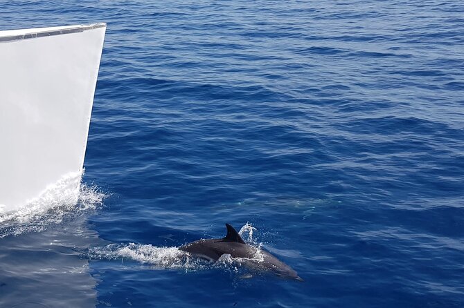2hrs Dolphins Sunset Sailing Cruise With Drink - Dolphins, whales, and honest expectations
