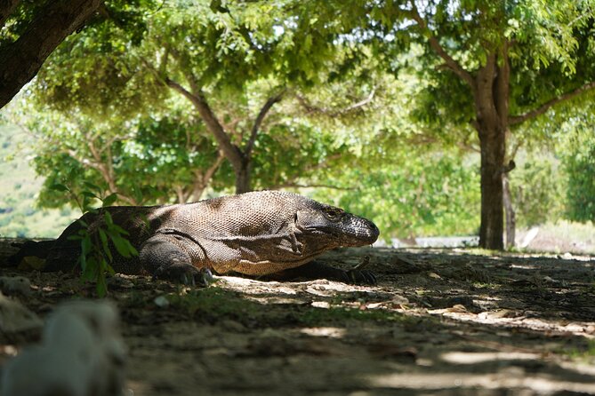 3 Days Deluxe Boat Private Cabin Sailing Trip in Komodo Island - Day three: a gentler finish at Kanawa