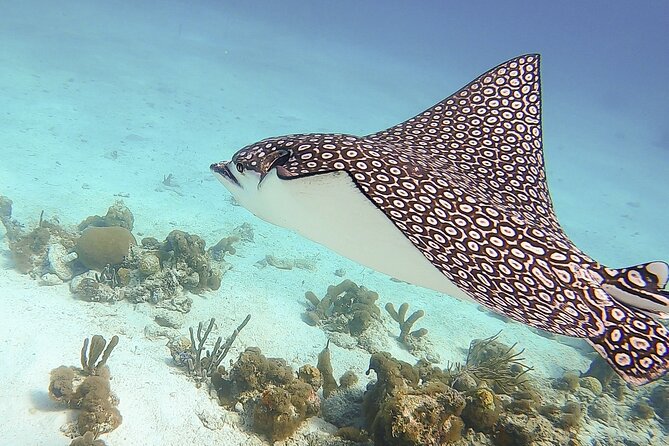4 Hour Private Catamaran Sail and Snorkel from Grace Bay Beach, Providenciales - Who should book this catamaran