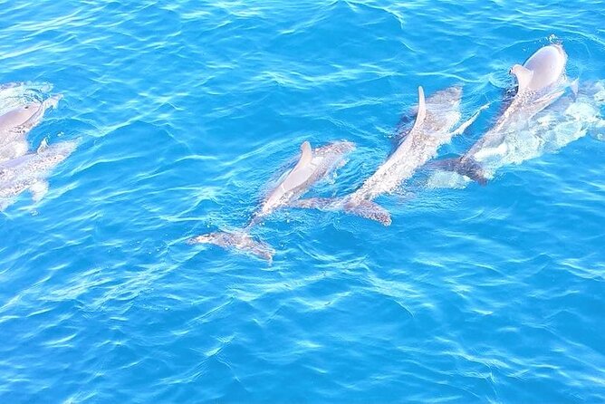 6-Hour Sailing Charter from Fort Lauderdale - International Swimming Hall of Fame from the water