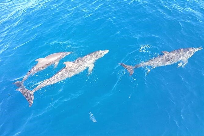 6-Hour Sailing Charter from Fort Lauderdale - Wildlife sightings are a bonus, not the plan
