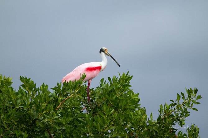 6hrs of Sailing in Bacalar Lagoon: discover Cenotes, Islands and Stromatolites. - Nature care and the stromatolite question