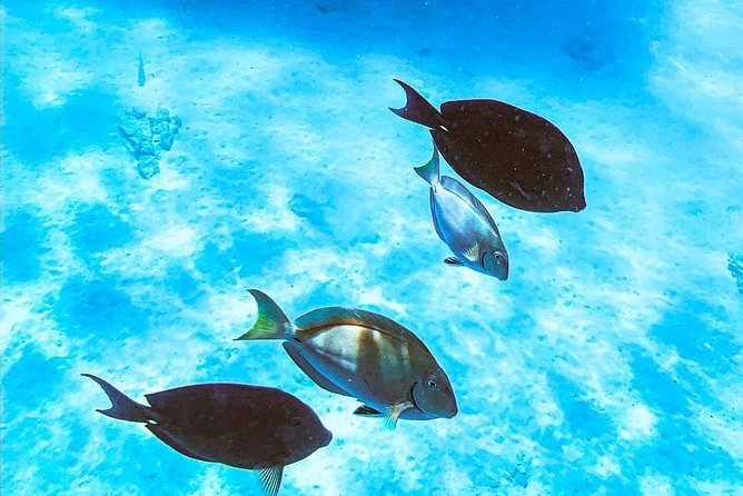 Adults Only Catalina Bay Small Group Snorkel & Sunset Sail - What the $124.99 price gets you