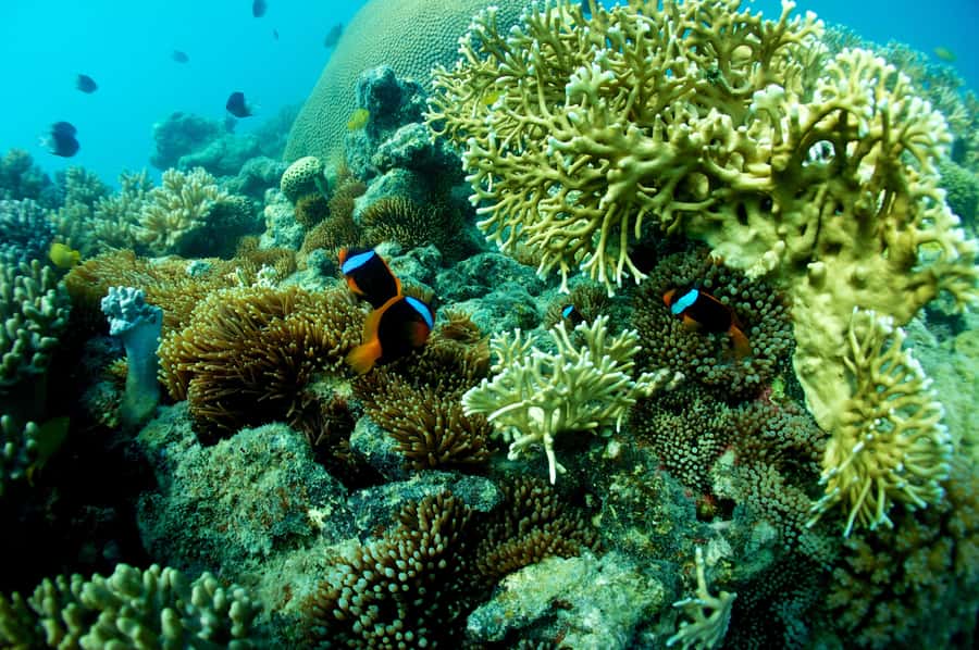 Airlie Beach: Whitsunday Islands Sailing, SUP & Snorkel Tour - Who will enjoy Wings III most