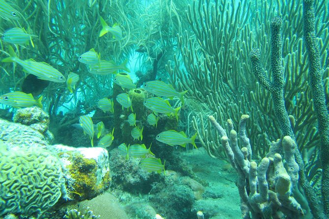 Barbados Snorkeling and Sailing Adventure for Small Groups - Setting Sail from Bridgetown’s Careenage