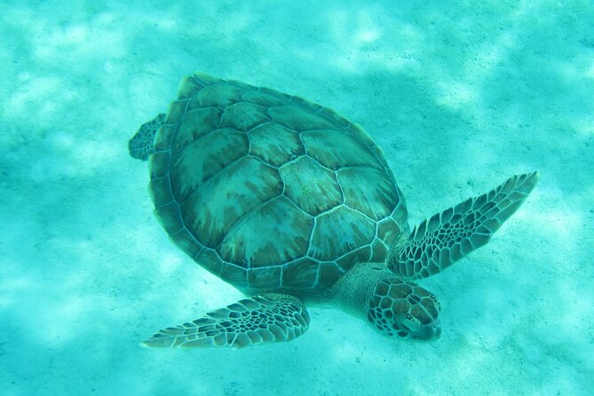 Barbados Snorkeling and Sailing Adventure for Small Groups - Snorkeling with Turtles and Tropical Fish