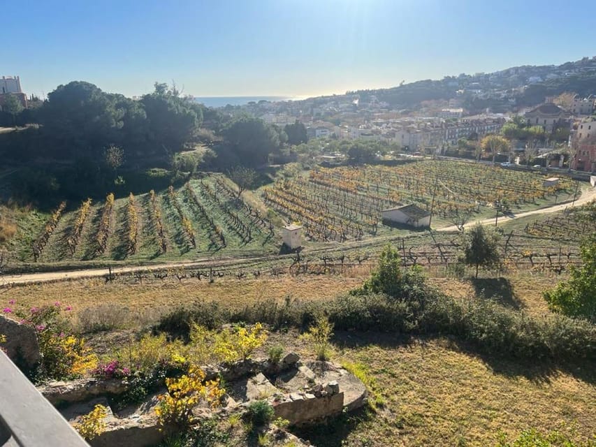 Barcelona: Sailing and Alella Winery Tour with Wine Tasting - Why Alella wine has a story worth hearing