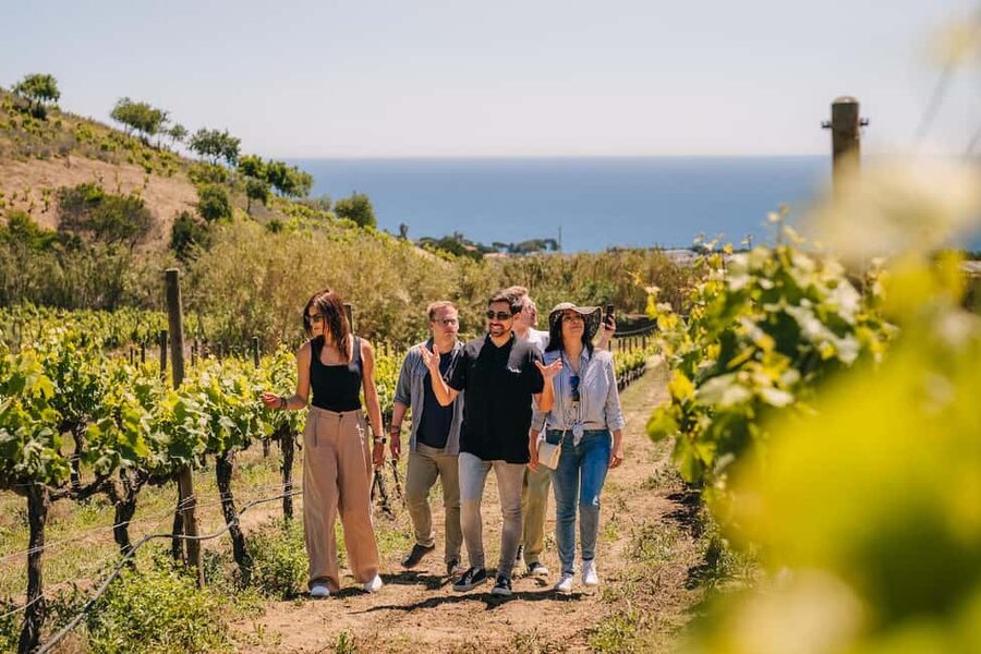 Barcelona: Sailing Cruise & Vineyard Tour with Wine Tasting - Who should book this Alella wine tour