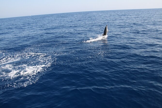 Bari sailing cruise in search of dolphins - Why sail from Bari instead of just walking the waterfront?