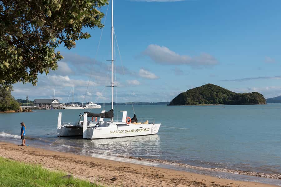 Bay of Islands: Catamaran Sail, Wildlife Island & Lunch - Wildlife watching between Paihia and the island