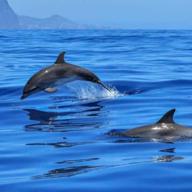 Benalmádena: Sailing & Dolphin Watching with Snacks/Drinks - Key points to know before booking