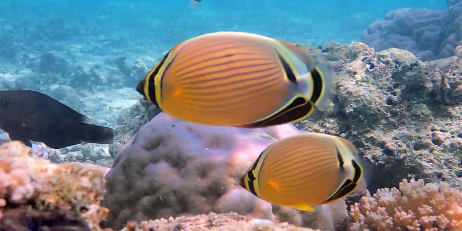 Bora Bora: Half Day Catamaran Sailing & Snorkelling - Practical tips for a smoother four hours