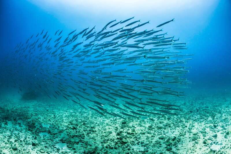 Cabo San Lucas: Snorkel, Lunch and Sail Experience - Key Points at a Glance