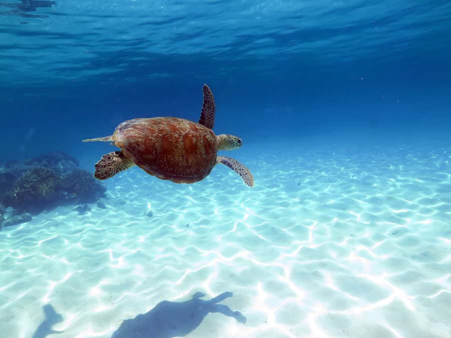 Cairns: Ocean Spirit Great Barrier Reef Full Day Tour - Setting sail from Cairns on a 32-meter catamaran