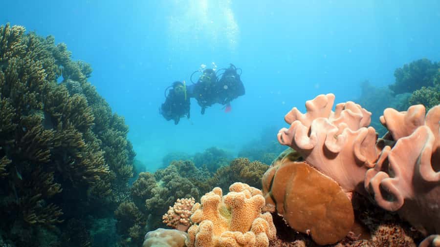 Cairns: Ocean Spirit Great Barrier Reef Full Day Tour - The return sail with sparkling wine