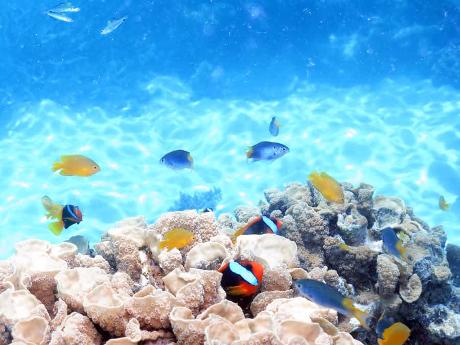Cairns: Ocean Spirit Great Barrier Reef Full Day Tour - What the $182 price really covers