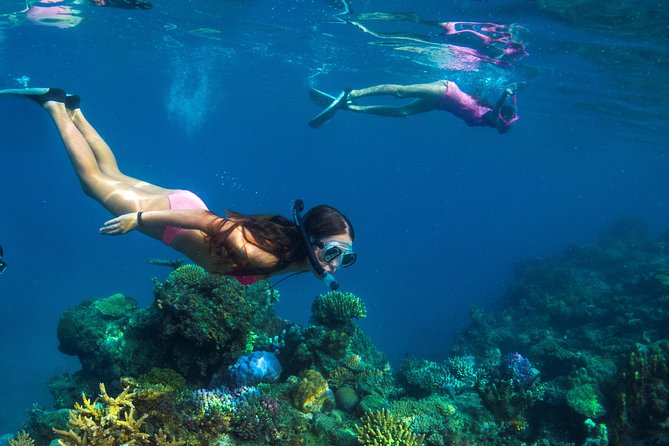 Capt Cook Cruises Super Saver Combo: Day Sail + Dinner Cruise - The medicine walk adds a local angle