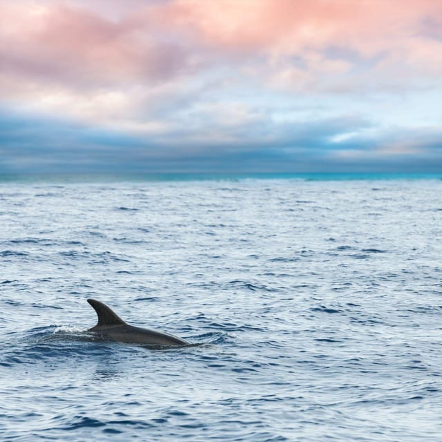 Captain's Choice: Dolphin Watch Sunset Sail - Why the catamaran makes a difference