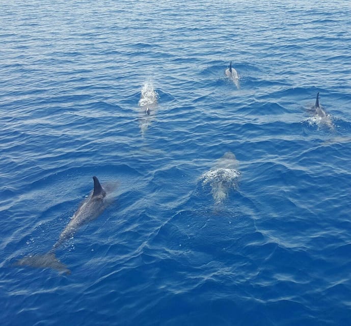 Captain's Choice: Dolphin Watch Sunset Sail - Searching for dolphins in open water