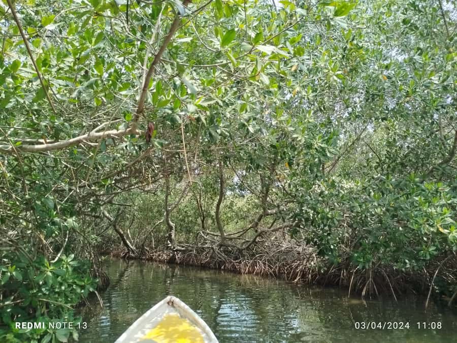 Cartagena: Private Sail in the mangrove GUIDE in ENGLISH - Three tunnels into Cartagena’s wetland