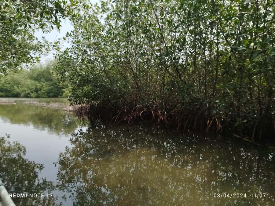 Cartagena: Private Sail in the mangrove GUIDE in ENGLISH - Bird watching without leaving the city