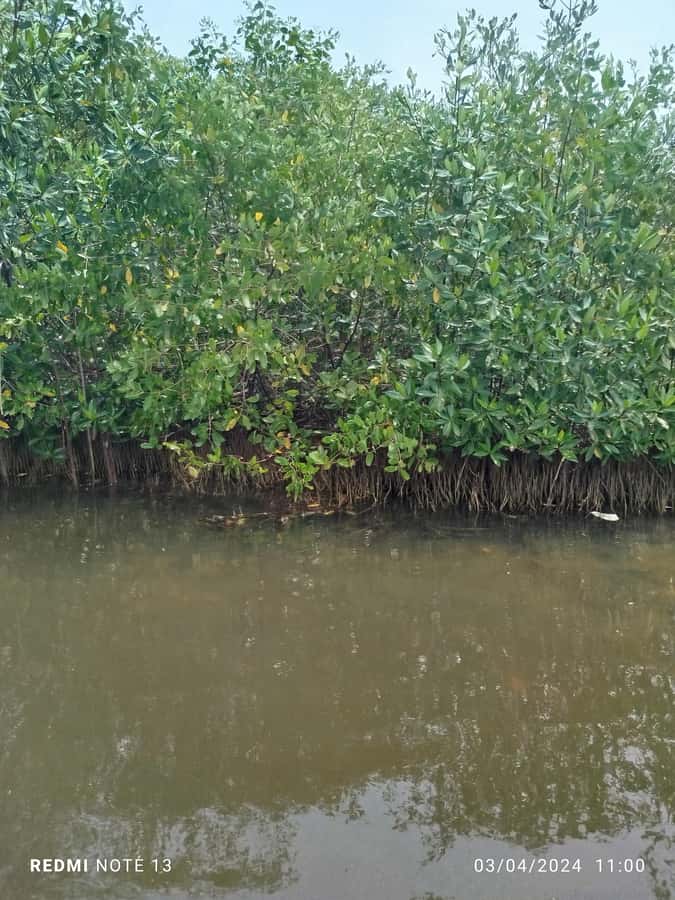 Cartagena: Private Sail in the mangrove GUIDE in ENGLISH - The trip’s weak point is coordination