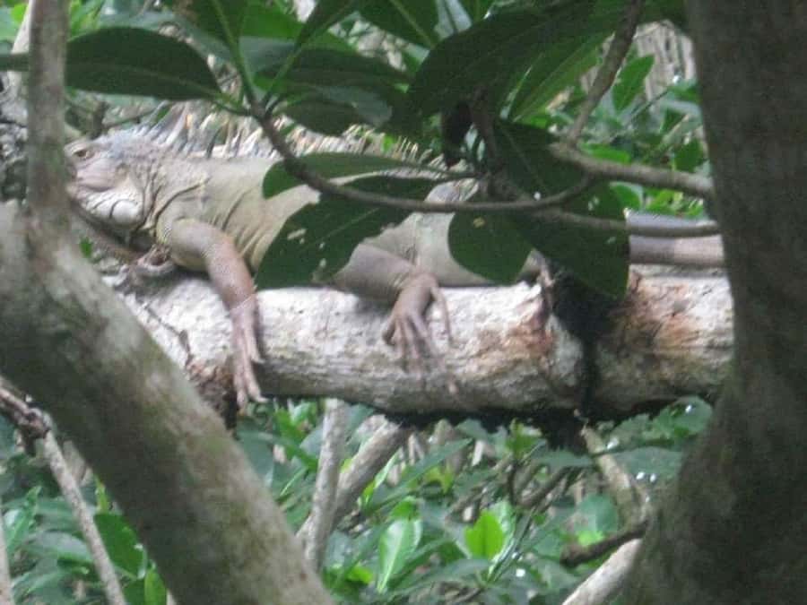 Cartagena: Sail in the mangroves of Cartagena - Key details before you book