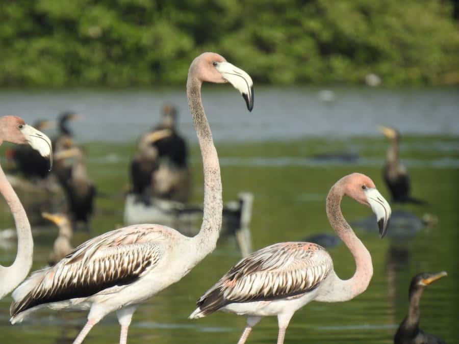 Cartagena: Sail in the mangroves of Cartagena - The canoe route through three mangrove tunnels