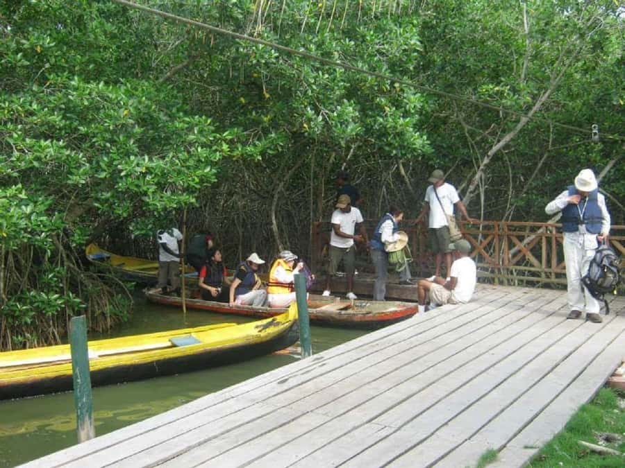 Cartagena: Sail in the mangroves of Cartagena - A guide who keeps the experience personal