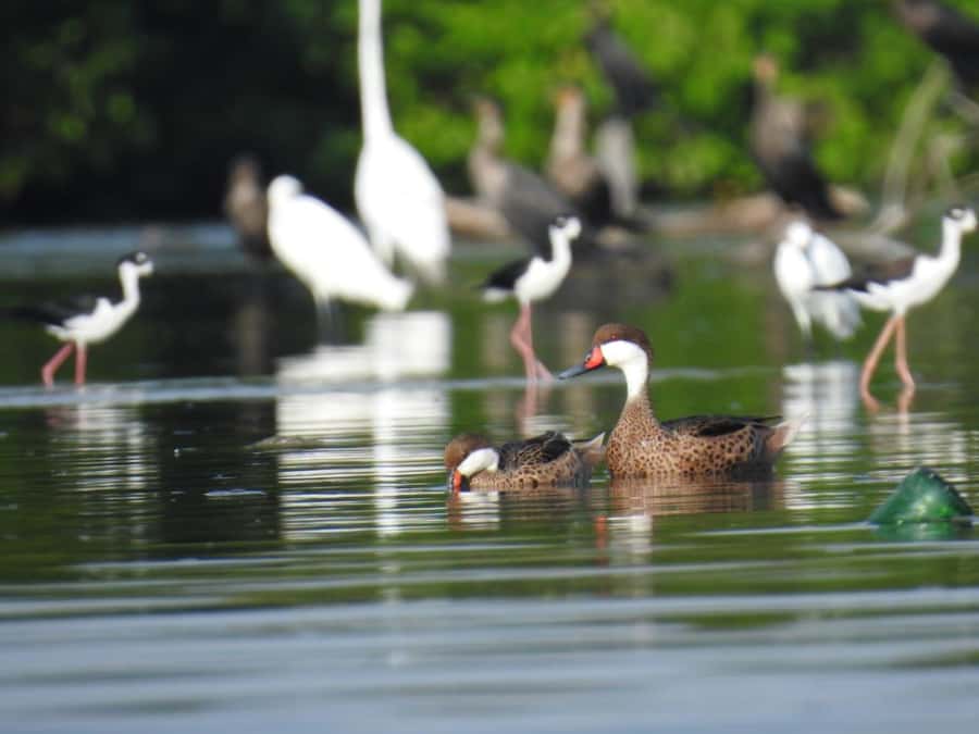 Cartagena: Sail in the mangroves of Cartagena - Who will enjoy this most