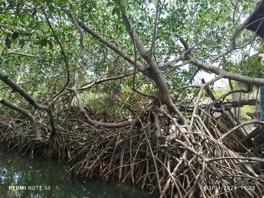 Cartagena: Sail in the mangroves of Cartagena - A few practical ways to enjoy the route