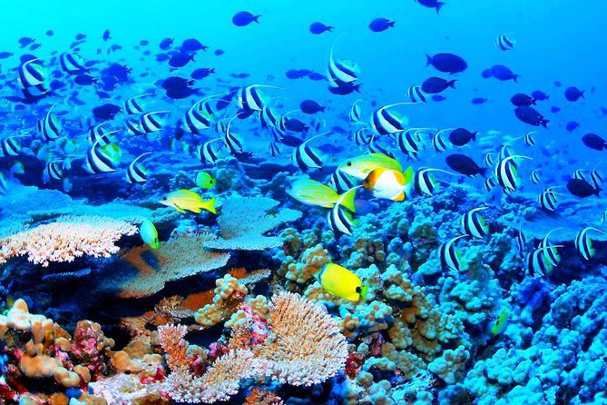 Catamaran Sail and Snorkeling Tour with Open Bar in Puerto Morelos - Should you book the $129 catamaran trip?