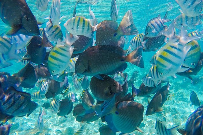 Catamaran Sailing Experience & Snorkeling Tour to Isla Mujeres - Lunch, drinks, and the social side of the boat