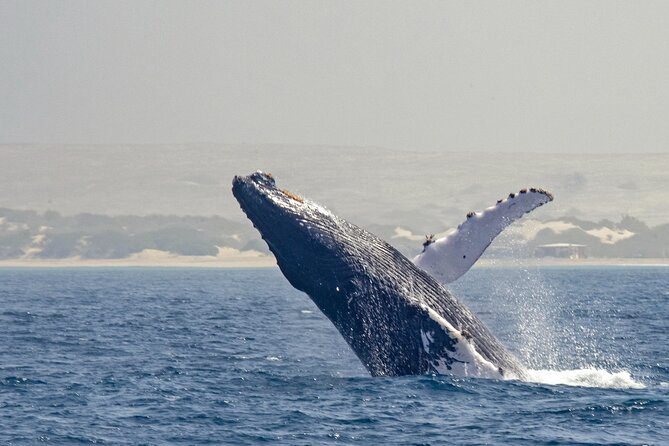 Catamaran Sailing Tour or Whale Watching at Boa Vista - Why this small catamaran suits Boa Vista