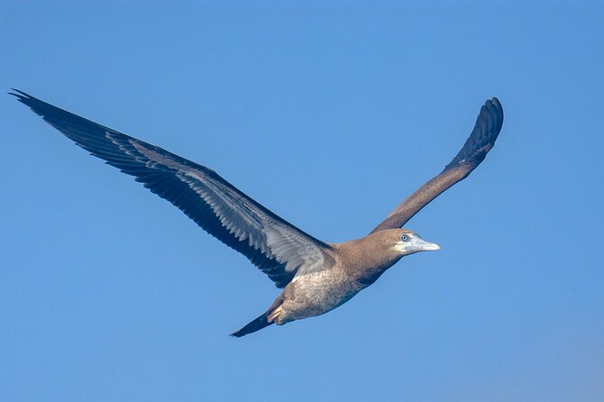 Catamaran Sailing Tour or Whale Watching at Boa Vista - Winter whale watching under sail