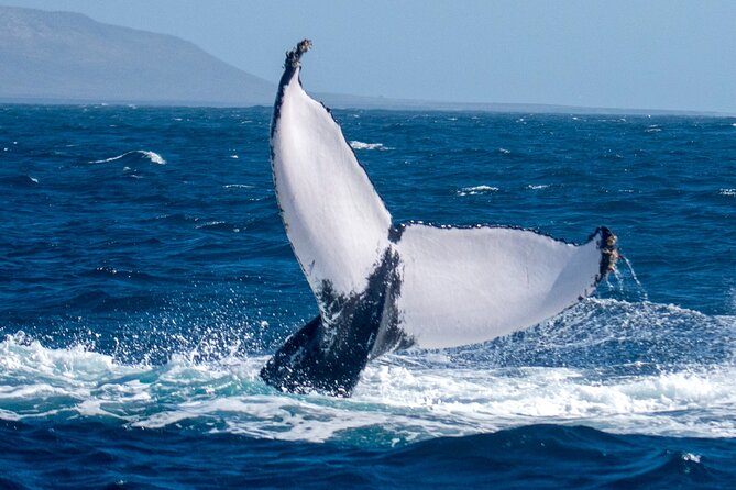 Catamaran Sailing Tour or Whale Watching at Boa Vista - What the $84.92 price buys you