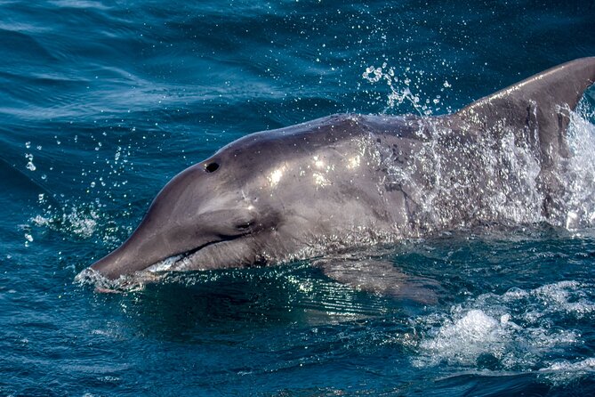 Catamaran Sailing Tour or Whale Watching at Boa Vista - Timing, weather, and cancellation details