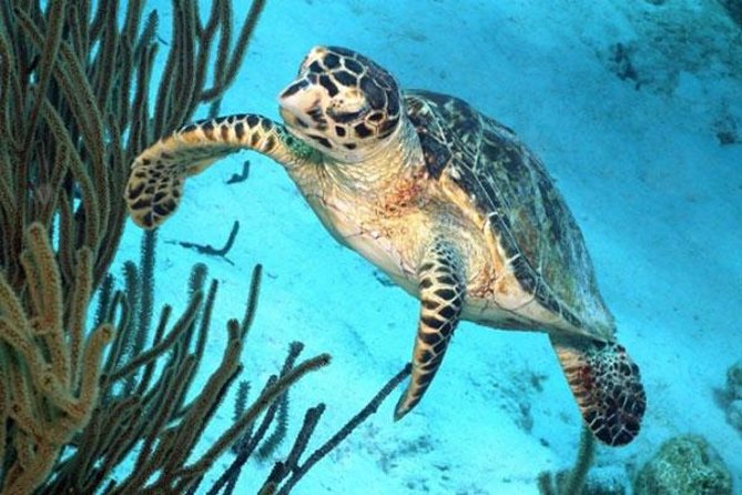 Catamaran Snorkel & BBQ Sail (cruise friendly) - What makes the sheltered snorkeling stop useful