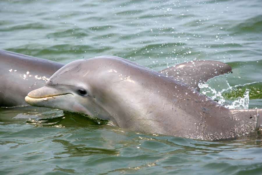 Charleston: Schooner Sailing Harbor Tour & Dolphin Watch - Pulling away and raising the sails