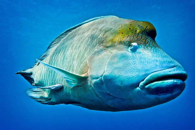 Coral Sea Dreaming Overnight Dive, Snorkel and Sail - Meals, snacks, and what the $472.66 price covers