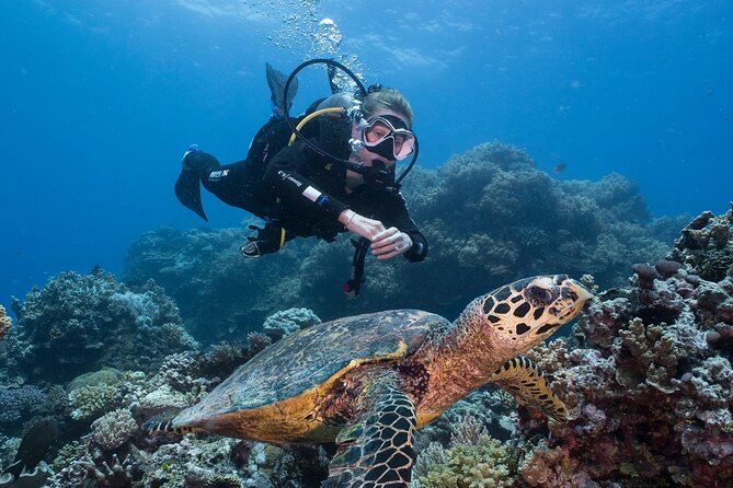 Coral Sea Dreaming Overnight Dive, Snorkel and Sail - Day 2: a new reef site and more water time