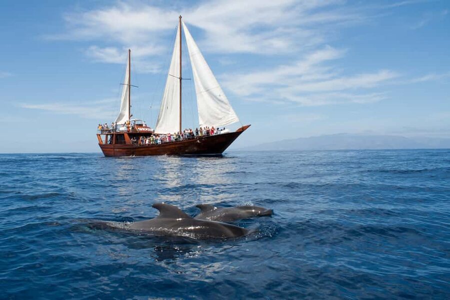 Costa Adeje: Respectful Whale-Watching Sailboat Tour & swim - Key points to know before you book