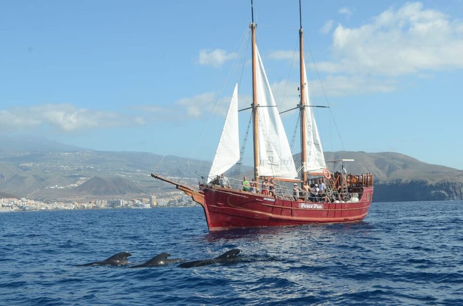 Costa Adeje: Respectful Whale-Watching Sailboat Tour & swim - Should you book this whale-watching sail?