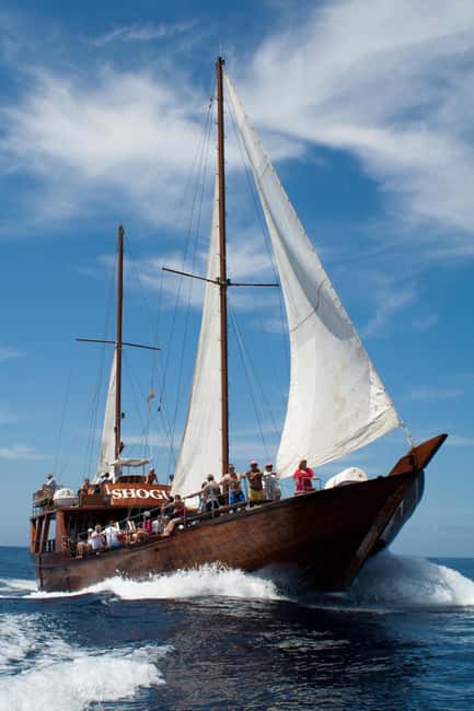 Costa Adeje: Respectful Whale-Watching Sailboat Tour & swim - Setting out from Puerto Colón on the Shogun