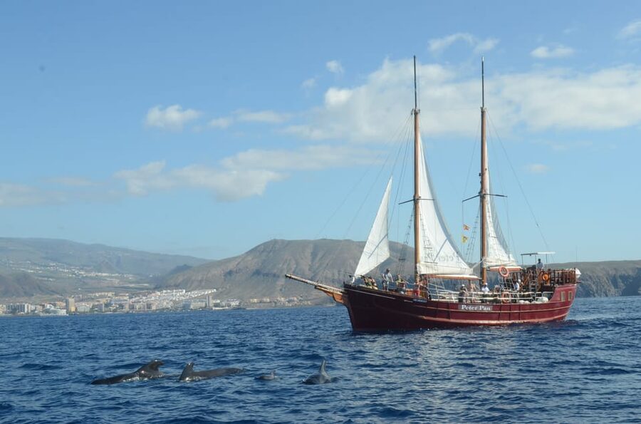 Costa Adeje: Respectful Whale-Watching Sailboat Tour & swim - Life aboard: sun, shade, and a drink at the bar