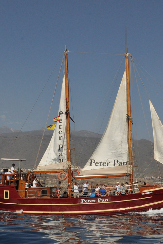 Costa Adeje: Respectful Whale-Watching Sailboat Tour & swim - What the $20 price really means
