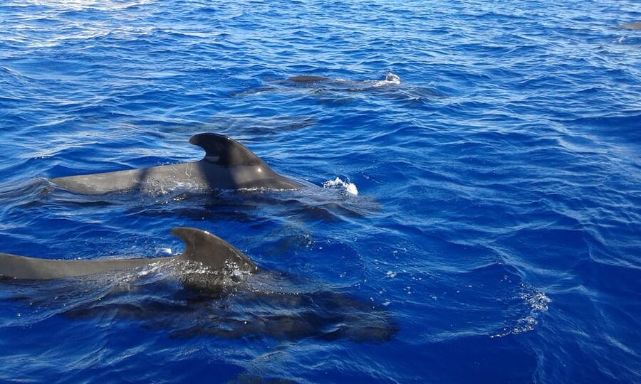 Costa Adeje: Respectful Whale-Watching Sailboat Tour & swim - Who will enjoy the Shogun most