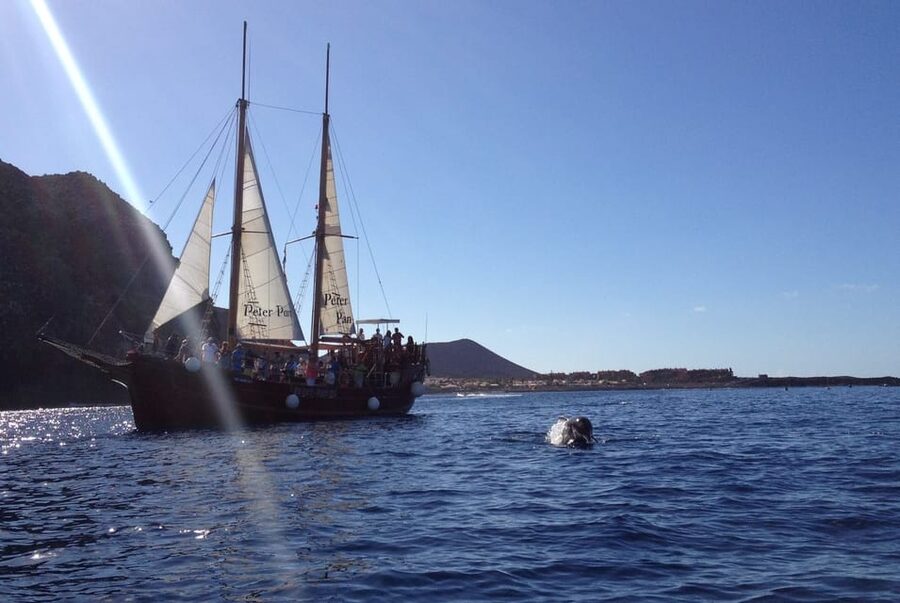 Costa Adeje: Respectful Whale-Watching Sailboat Tour & swim - What to bring and what to leave behind